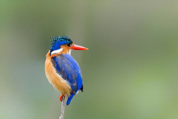 Malachite kingfisher (Corythornis cristatus) fishes from a reed near Olifants River in Kruger National Park in South Africa. Green blurry background.                            