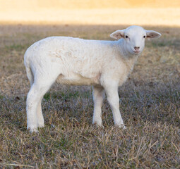 Naklejka na ściany i meble Little lamb on a grassy field