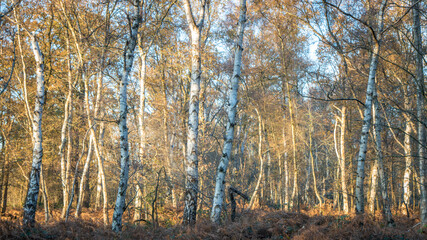 Birch trees in forest