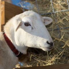 Katahdin sheep relaxing by chewing on hay