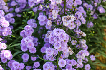 Margaret flower field in garden select and soft focus. Close-up beautiful and fresh Margaret flowers in natural light.