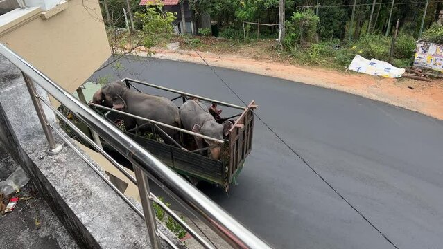 Two elephants in a big van on the road