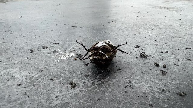 Upside down beetle shaking its legs trying to roll over