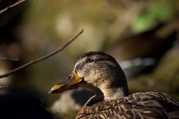 Mallards, Johnston Gardens, Aberdeen,