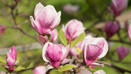 Magnolia. spring magnolia flowers, natural abstract soft floral background. beautiful flowers, delicate magnolia, in the garden or park. pink flower on green natural background. close-up