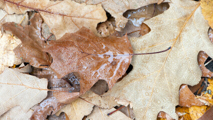 Fallen oak leaves with dew. Autumn oak leaves.water drops on fall oak leaves closeup. Dry Autumn Oak Leaf Covered by Water Drops of Rain on Ground. Close-up Photo. autumn background