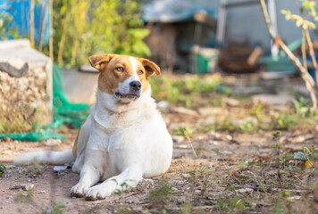 Portrait of brown white dog lying on the ground.