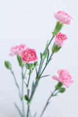 A close photo of flowers on a white background. Pink carnations on a neutral background isolated. Gentle romantic pastel picture.