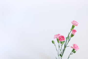 Beautiful pink bush carnation flower isolated on white background. Mockup for congratulations. Delicate romantic background.