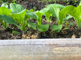 Bok choy vegetable growing on raised bed background.