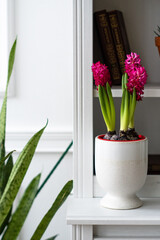 hyacinths in a pot