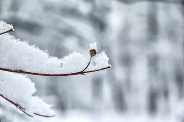 winter, schnee, baum, erkältung, Winterlandschaft, park, wald, Pfad, landschaft, natur, weiß,...