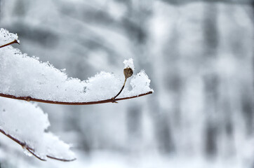 Winter, Schnee, Schneeflocke, Erkältung, Jahreszeit, Frost, Wettervorhersage, Ast, Zweig, Baum,...