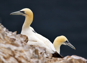 Gannet, Troups Head, Aberdeenshire