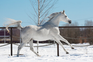 White beautiful arabian horse on natural winter background, in motion closeup