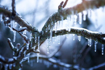 Icicles on icy branches, season of temperature changes.