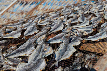 Traditional fish-drying on the beach of Nazare, Portugal