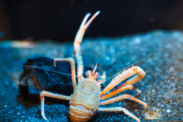 ピースを掲げたエビ