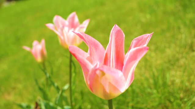 CLOSE UP, DOF: The awakening spring garden with beautiful pink blooming tulips. Flowering heralds of springtime swaying in gentle wind on a warm sunny day. Iconic garden plant enlivens home backyard.