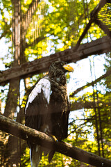 凛々しい姿のタカ