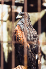 凛々しい姿のタカ