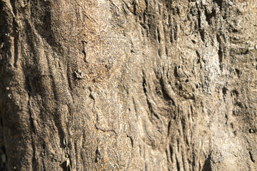 Tree texture with cracks in the sun concept nature