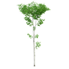 Fototapeta premium tree isolated on white background, 3d render