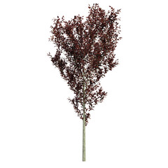 Fototapeta premium tree isolated on white background, 3d render