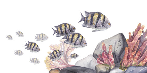 A banner with striped tropical fish swimming towards rocks and corals isolated on a white background. Watercolor illustration of underwater exotic fish and plants. A drawing with a place for text.