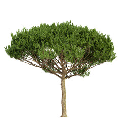 tree isolated on white background, 3d render