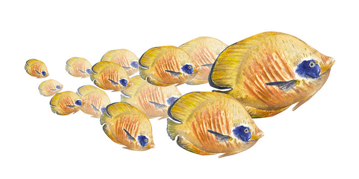 A flock of yellow angelfish with a blue spot on a white background. Watercolor illustration of tropical underwater animals. The drawing is suitable for postcards, events, holidays, packaging, design.