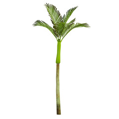 tropical palm tree isolated on white background, 3d render