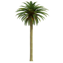 tropical palm tree isolated on white background, 3d render