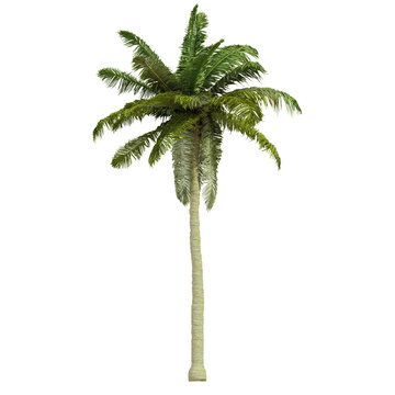 tropical palm tree isolated on white background, 3d render