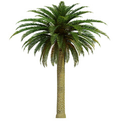 Fototapeta premium tropical palm tree isolated on white background, 3d render