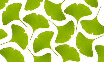 Grüne Ginkgoblätter auf weissem Hintergrund