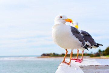 Seaside Serenity with Seagulls
