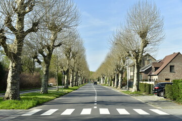 Fototapeta na wymiar Rangées d'arbres pas encore en feuilles dans la zone résidentiel à Kessel-Lo au nord de Louvain