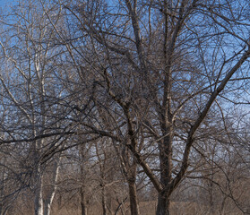 árboles sin hojas en invierno