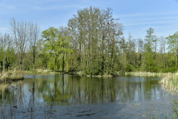 Fototapeta na wymiar L'un des étangs entouré de végétation luxuriante au début du printemps au domaine provincial de Kessel-Lo au nord de Louvain 
