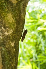 夏の象徴であるセミ