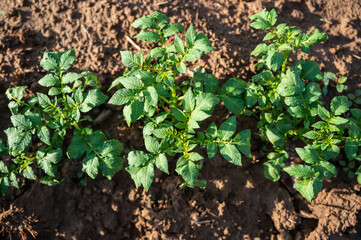 Top view potato plant in the field.