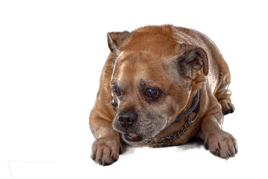  dog isolated, png file