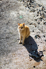 Naklejka na ściany i meble 漁港で生活をしている猫くつろぐ