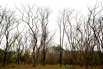 The trees sheds its leves in the dry