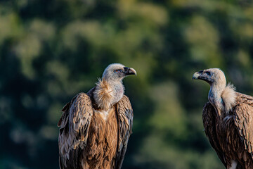 red tailed hawk