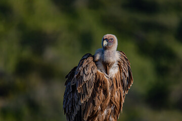 red tailed hawk