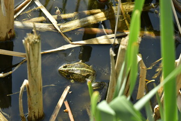Crapaud dans les eaux entre les roseaux à l'étang principal du domaine provincial de Kessel-Lo au nord de Louvain 