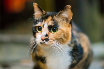 京都 夜の伏見稲荷大社に暮らす丸い瞳の野良猫