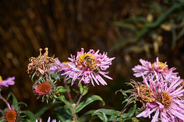 The bee (lat. Anthophila) collects nectar and pollen from the flowers of the perennial aster. Autumn.